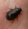 Hydrobius fuscipes